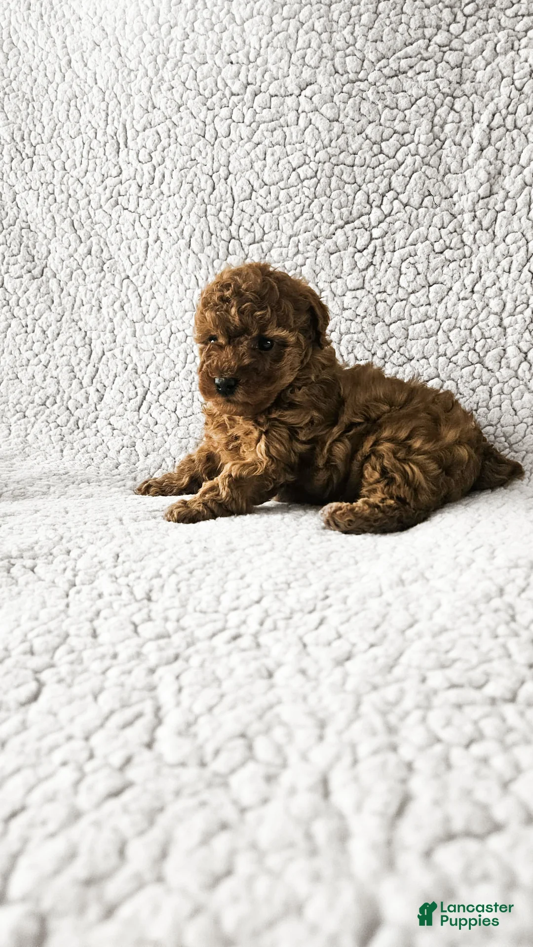 Toy Poodle dogs for sale: Brittany - Ad 2