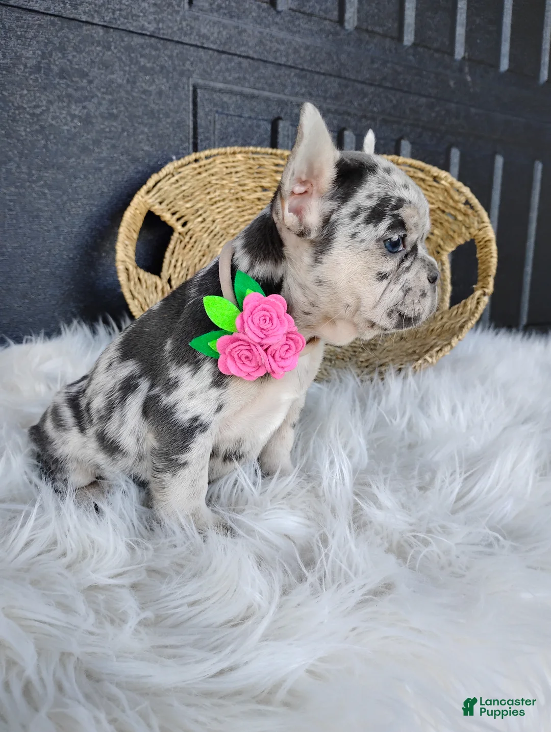 French Bulldog dogs for sale: Fiona  - Ad 2