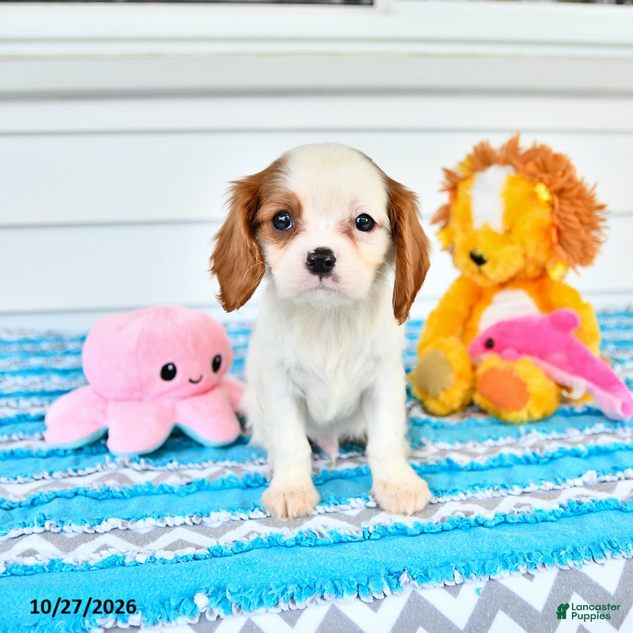 Cavalier King Charles Spaniel dogs for sale: Rio - Ad 1