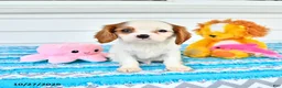 Cavalier King Charles Spaniel dogs for sale: Rio - Ad 1