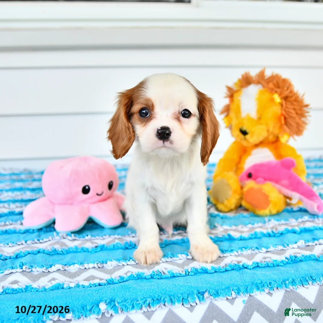 Cavalier King Charles Spaniel dogs for sale: Rio - Ad 1