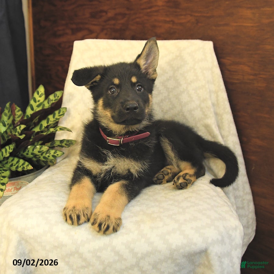 German Shepherd dogs Montana - Ad 2