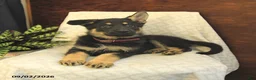 German Shepherd dogs for sale: Montana - Ad 2