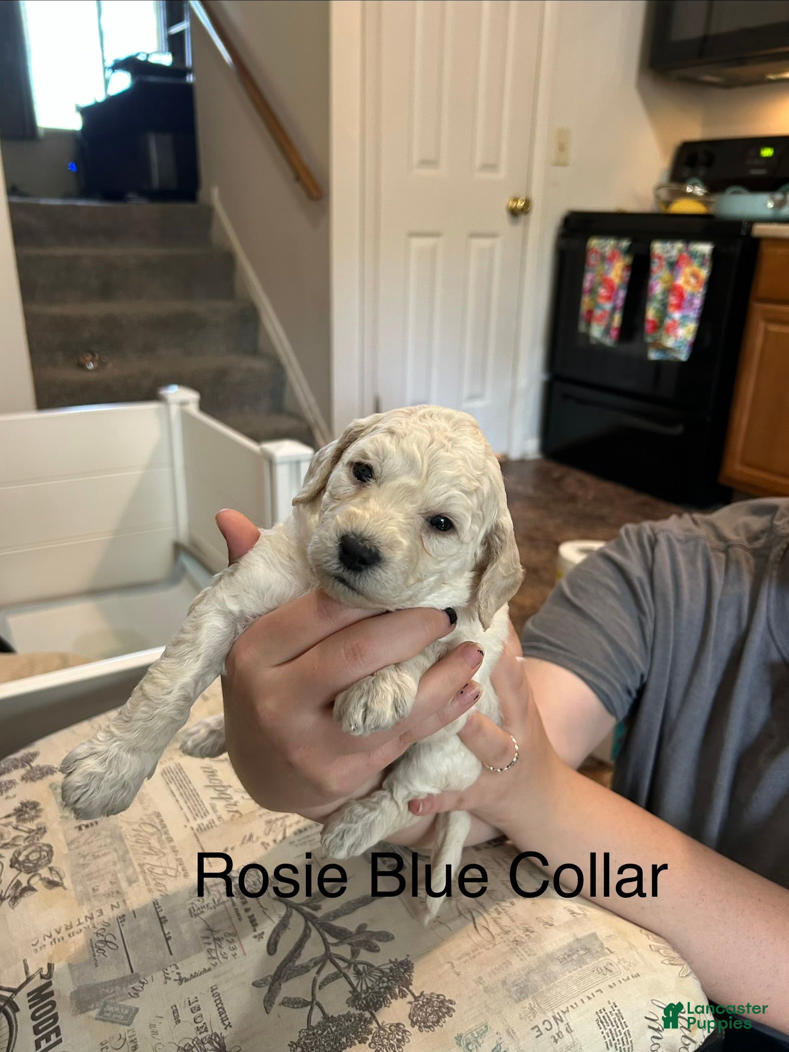 Goldendoodle dogs Rosie - Blue Female Goldendoodle  - Ad 6