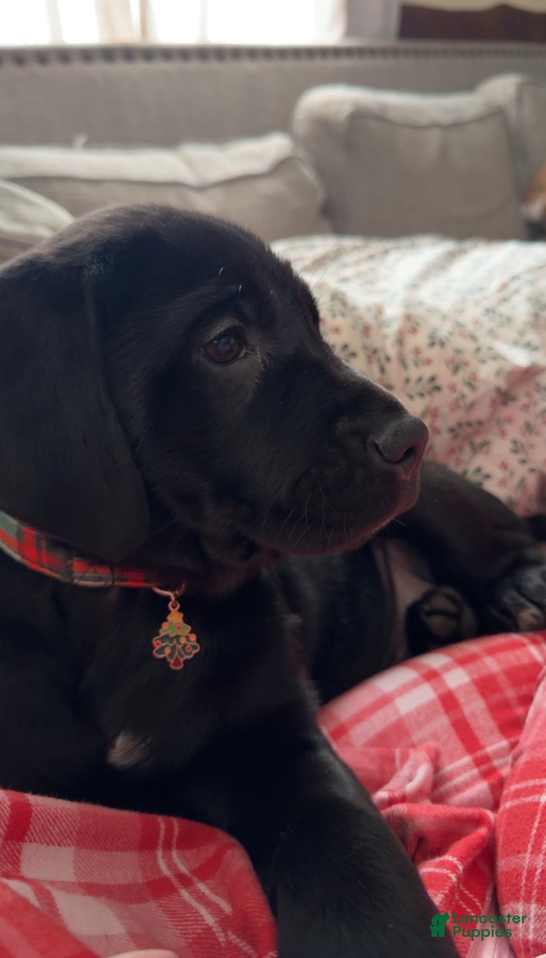 Mixed Breed dogs for sale: Mixed Breed Puppy 1 - Ad 3