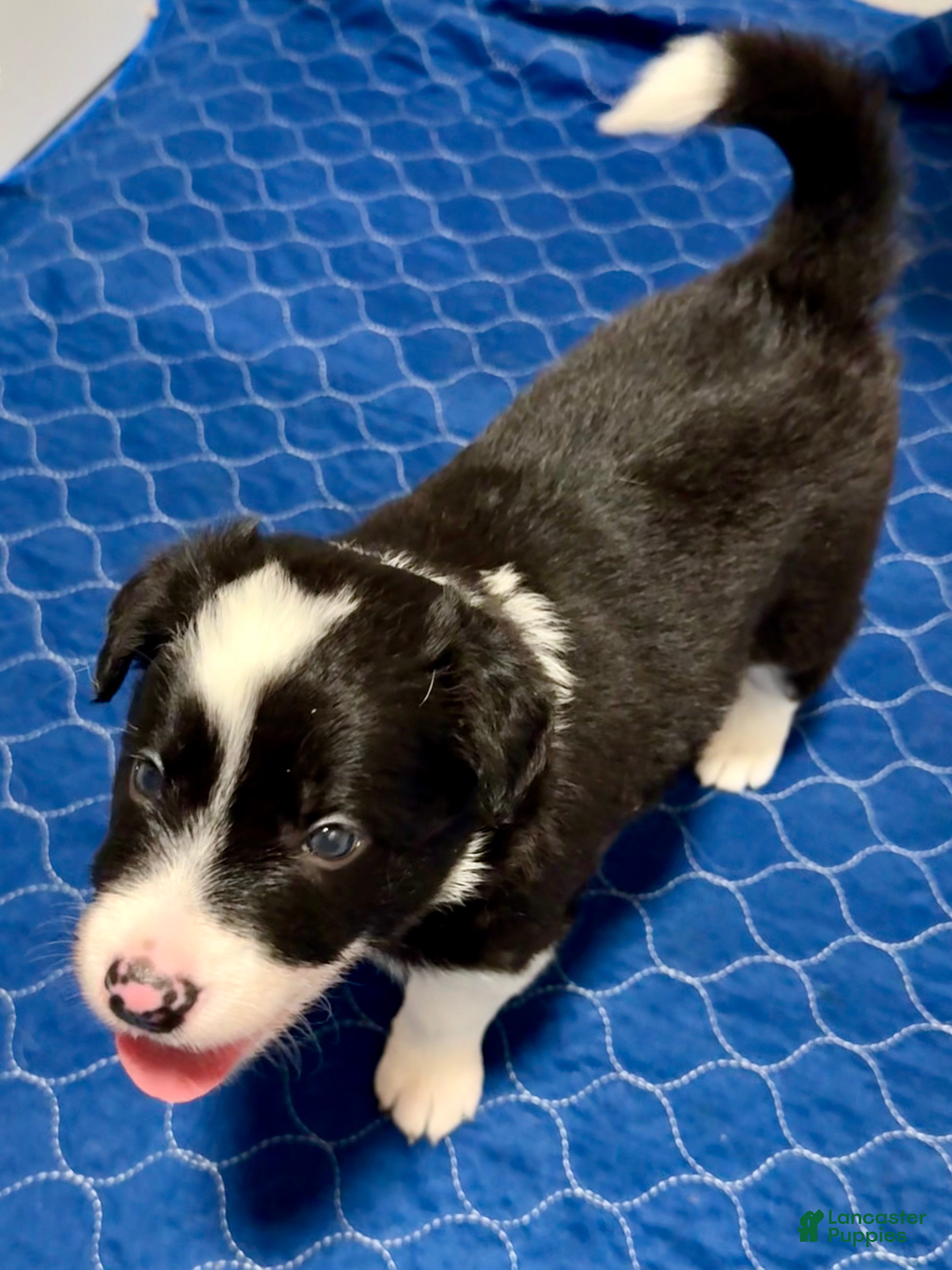 Border Collie dogs Border Collie “Jingle” - Ad 3