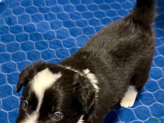 Border Collie dogs Border Collie “Jingle” - Ad 1