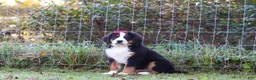 Bernese Mountain Dog dogs for sale: Sarah - Ad 6