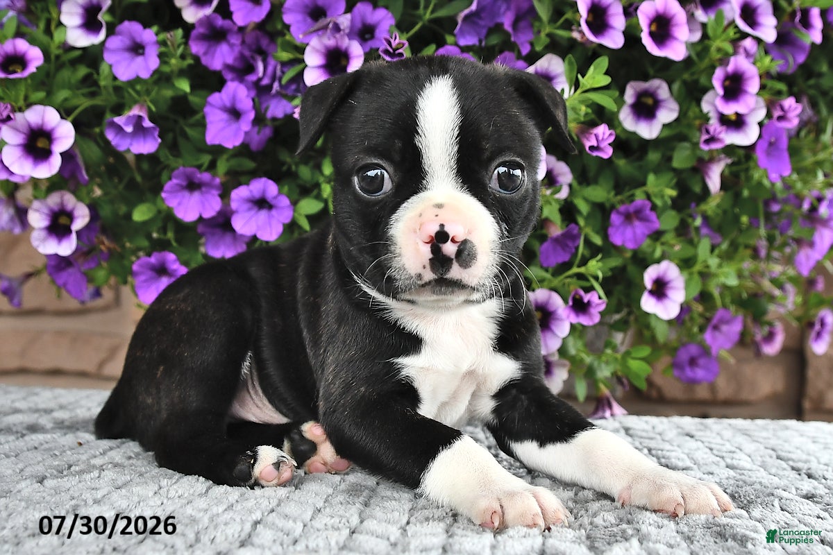 Boston Terrier dogs Rocky  - Ad 2