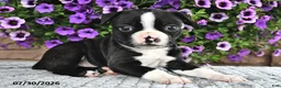 Boston Terrier dogs for sale: Rocky  - Ad 2