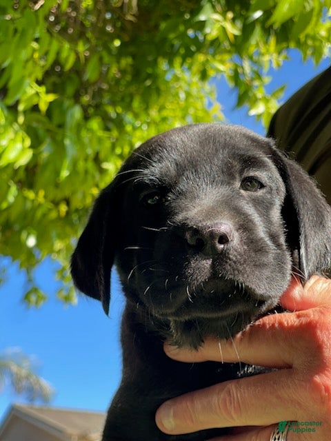 Labrador Retriever dogs Labrador Retriever Black Male 4 - Ad 1