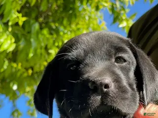 Labrador Retriever dogs for sale: Labrador Retriever Black Male 4 - Ad 2