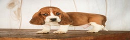 Basset Hound dogs for sale: Arturo - Ad 3