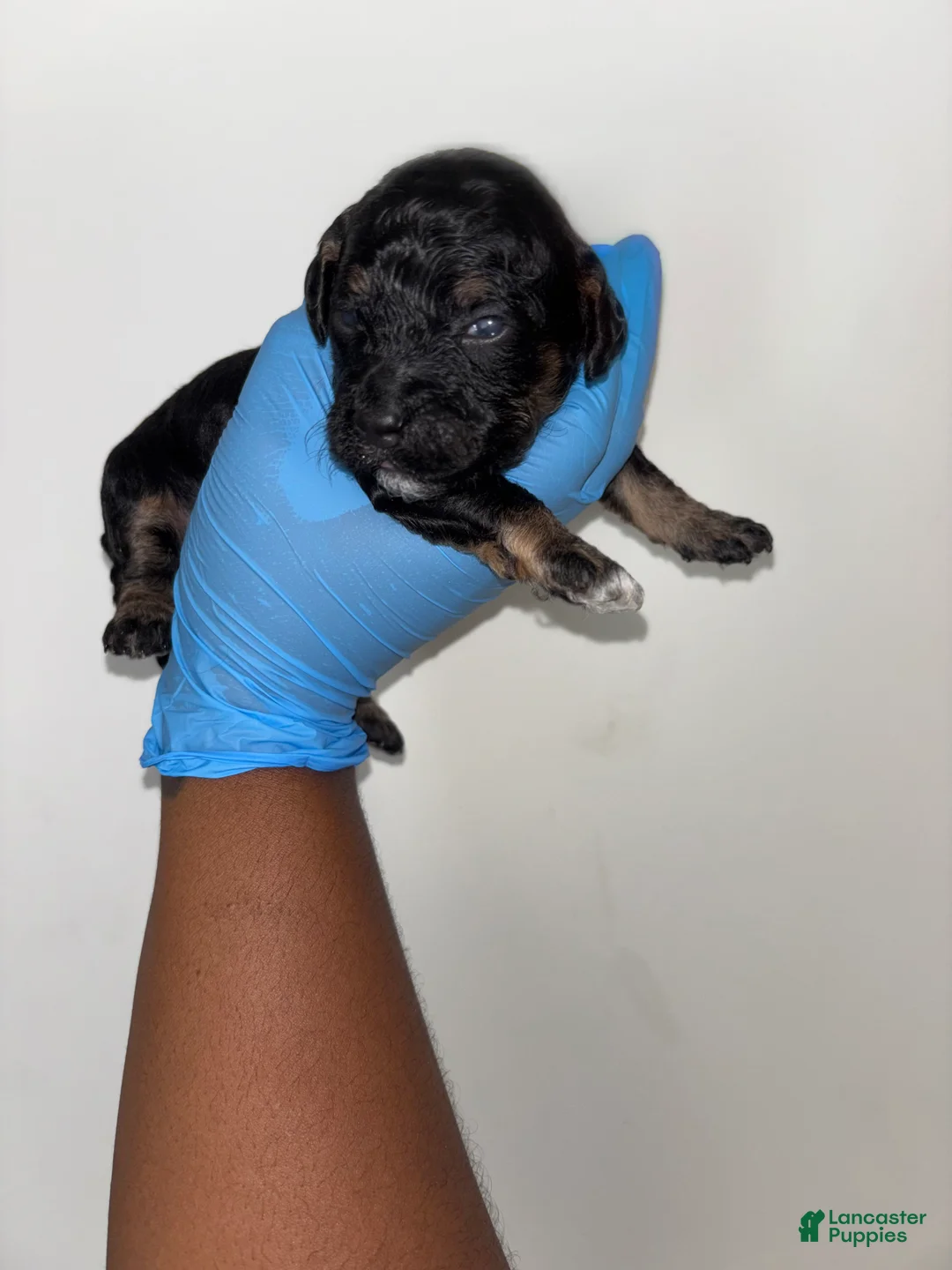 Mixed Breed dogs for sale: Mixed Breed Puppy 3 - Ad 1