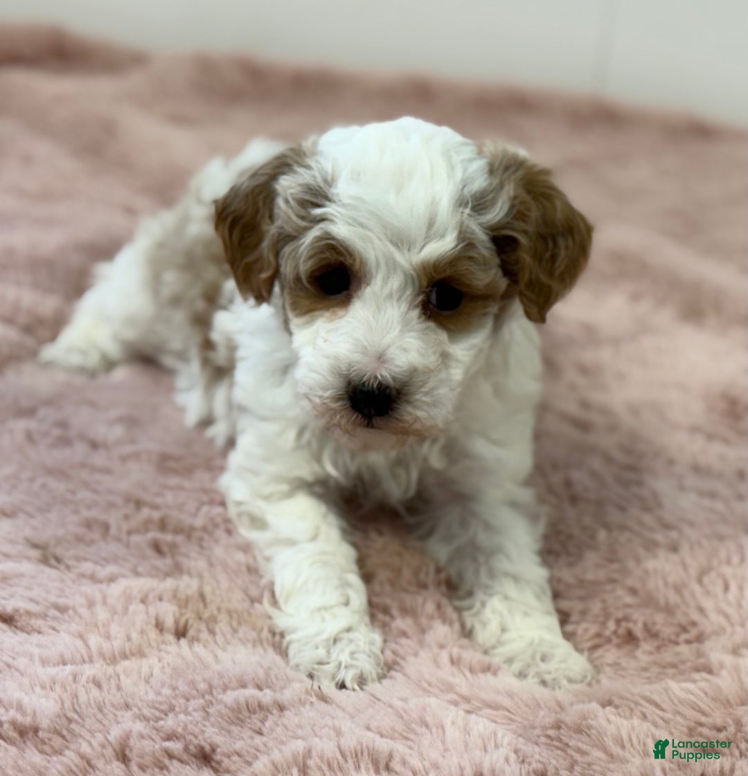 Mini Goldendoodle dogs for sale: Piper - Ad 4