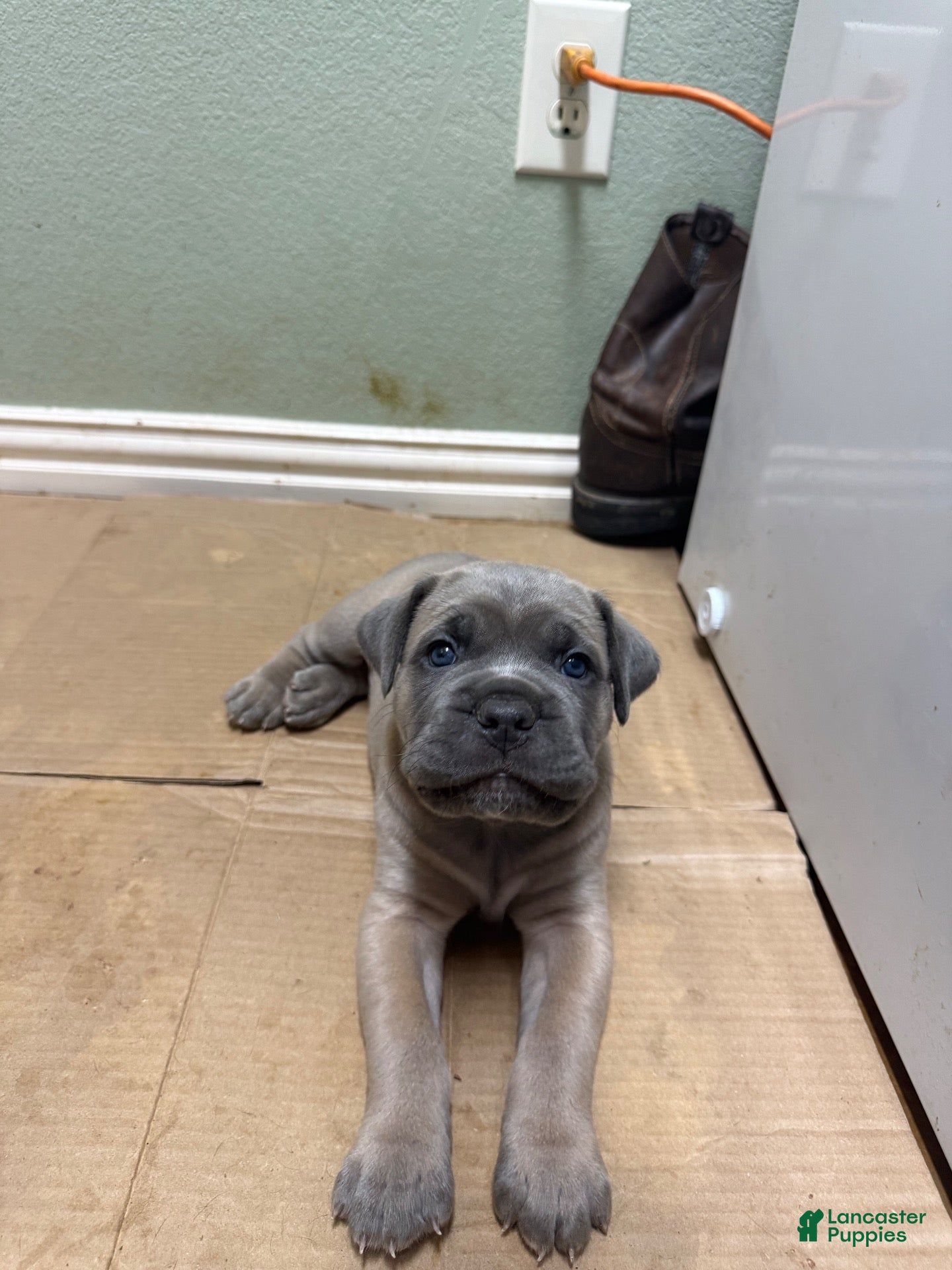 Cane Corso dogs Grey Coat Cane Corso - Ad 39
