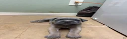 Cane Corso dogs for sale: Grey Coat Cane Corso - Ad 1