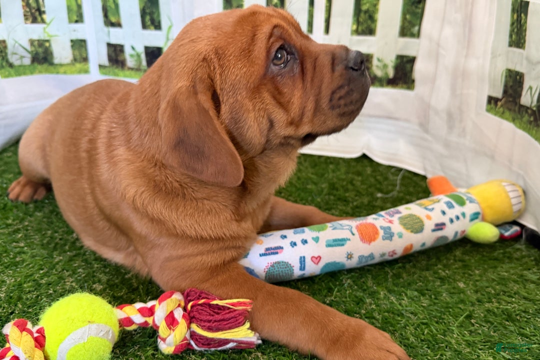 Mixed Breed dogs for sale: Mixed Breed Puppy 5 - Ad 6