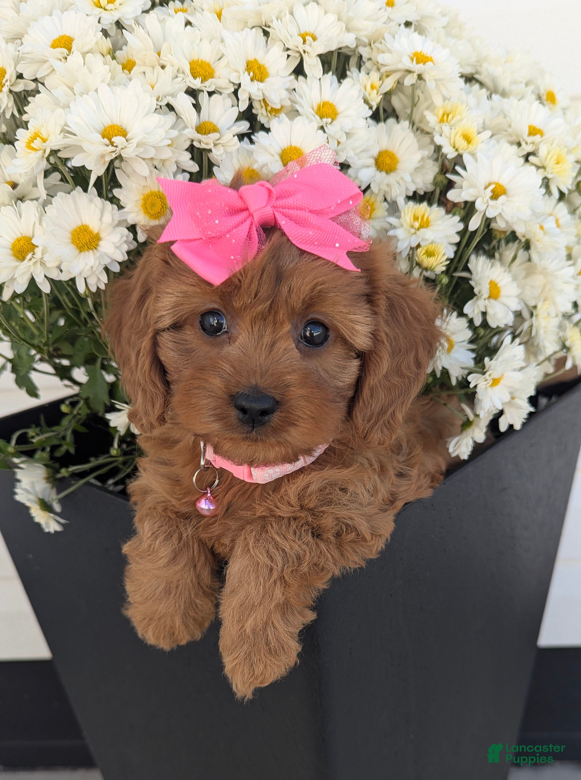 Cavapoo dogs Pearl  - Ad 1