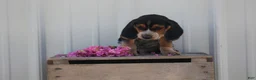 Beagle dogs for sale: Bear - Ad 1