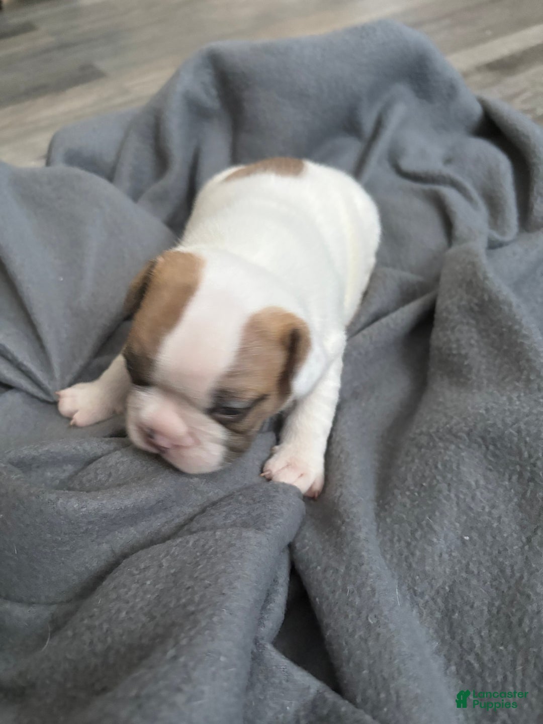 French Bulldog dogs for sale: French Bulldog Puppy 6 - Ad 1