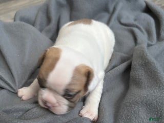 French Bulldog dogs French Bulldog Puppy 6 - Ad 26