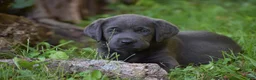 Labrador Retriever dogs for sale: Star - Ad 15