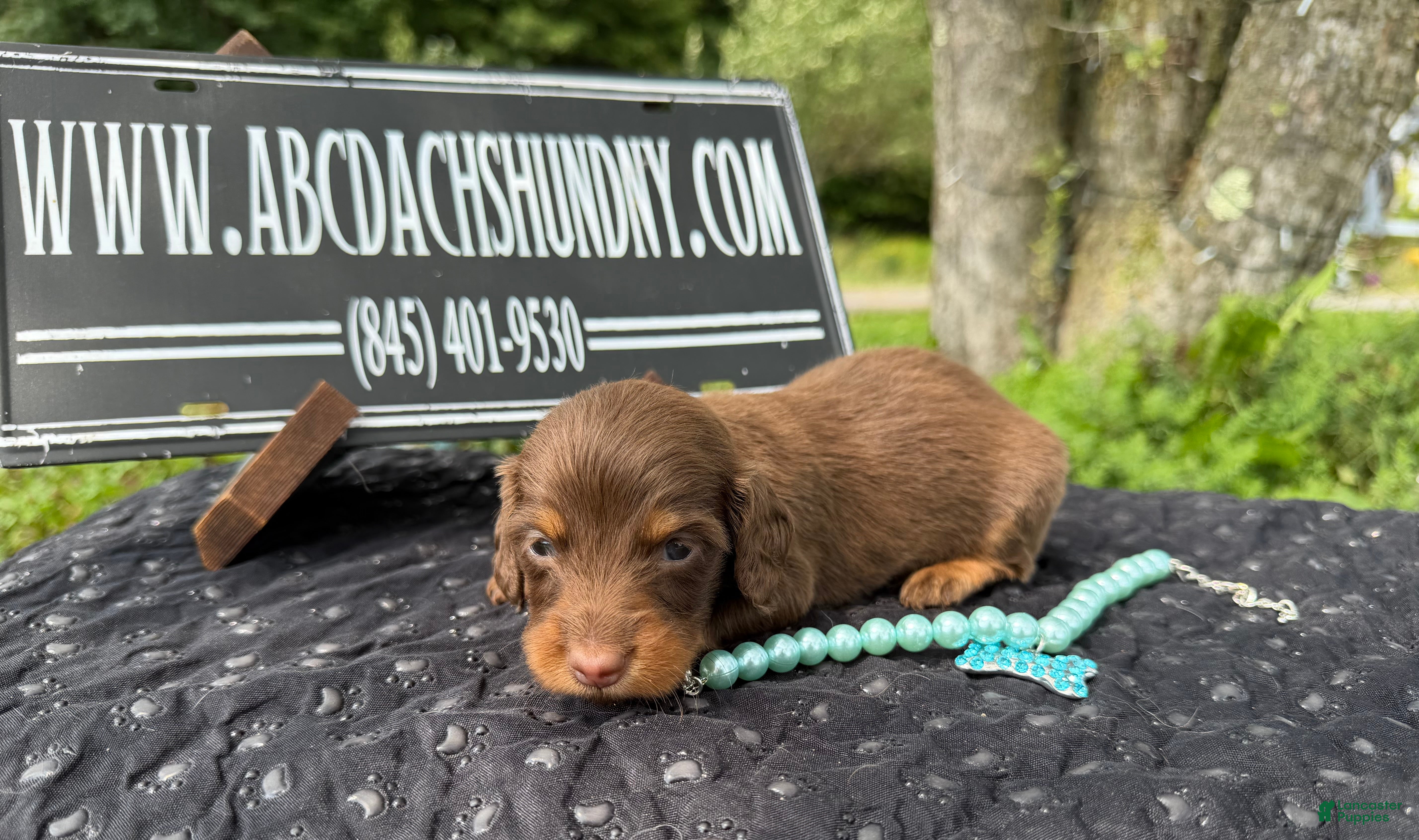 Miniature Dachshund dogs Champion bred long coat female - Ad 11