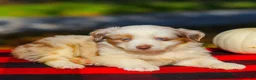 Miniature Australian Shepherd dogs for sale: Abby - Ad 1