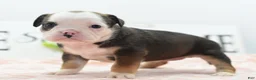 Mixed Breed dogs for sale: Queen - Ad 16