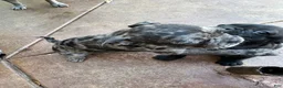 Frug dogs for sale: Frug 1 - Ad 3