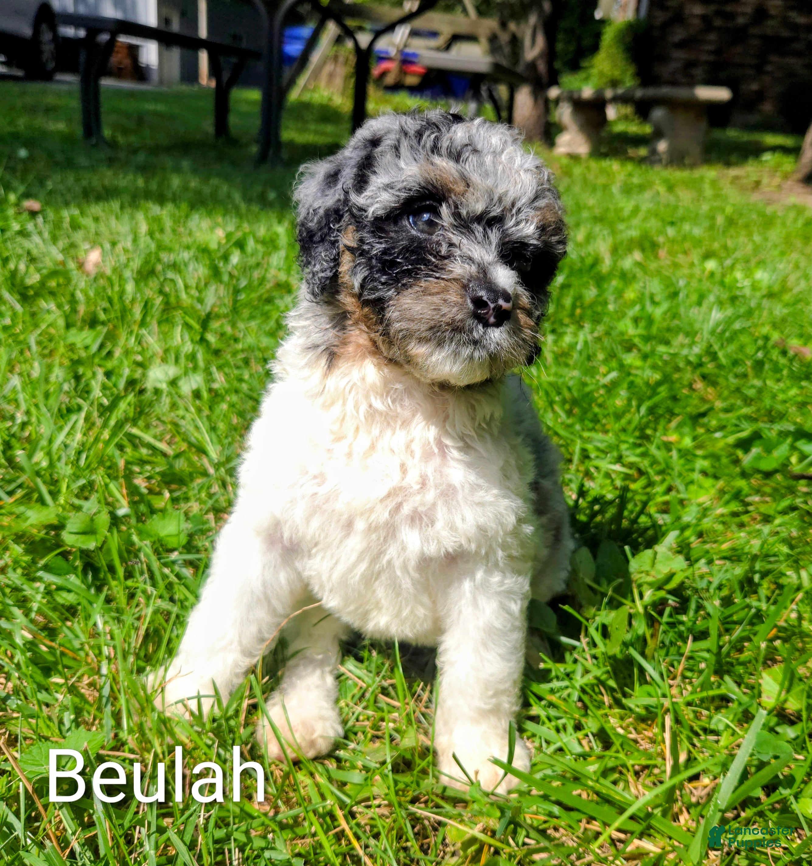 Mini Bernedoodle dogs Beulah - Ad 1