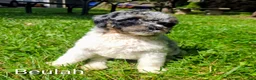 Mini Bernedoodle dogs for sale: Beulah - Ad 1