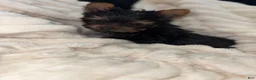 Yorkshire Terrier dogs for sale: Teacup cash - Ad 5
