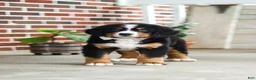 Bernese Mountain Dog dogs for sale: Caleb - Ad 11