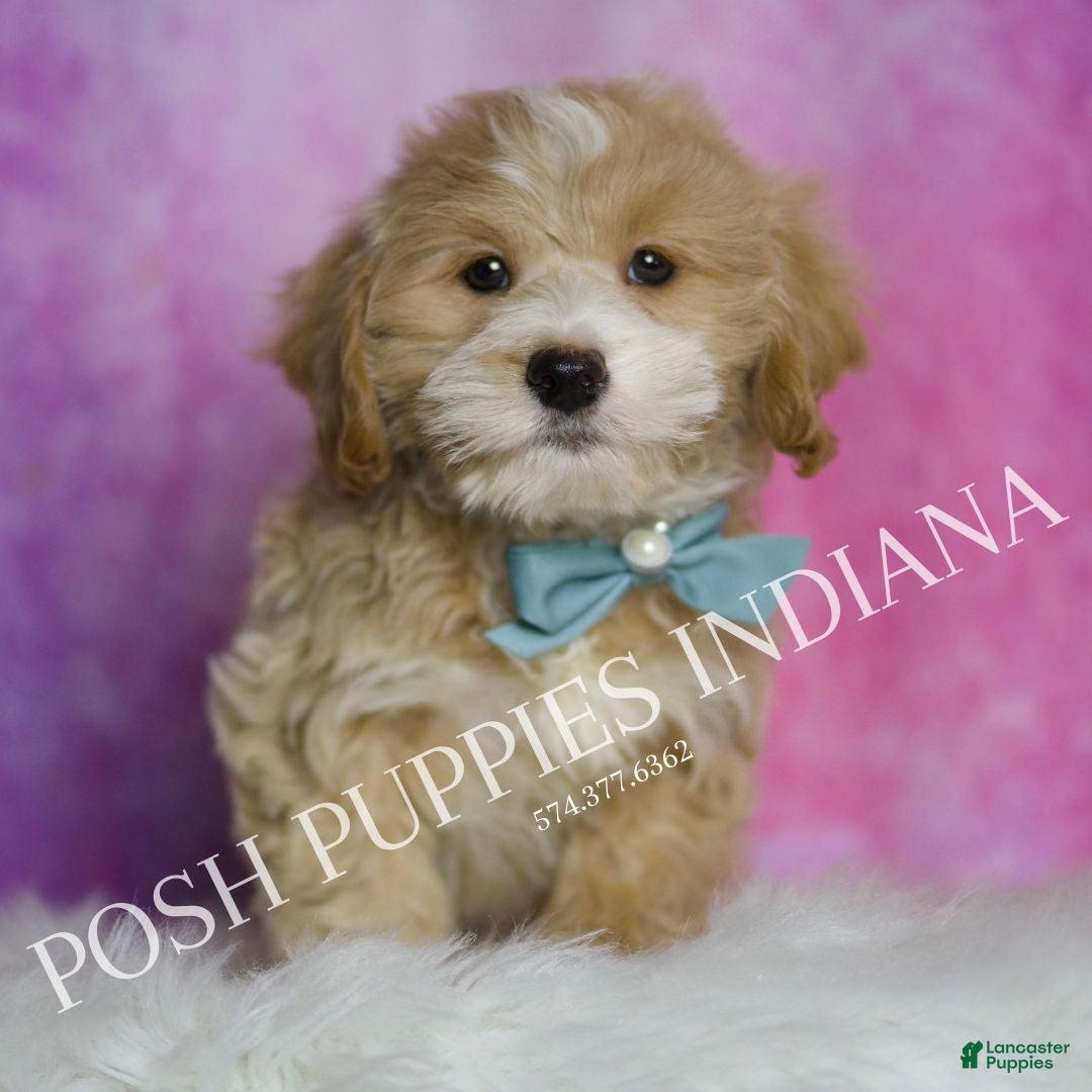 Maltipoo dogs for sale: Julian - Ad 3