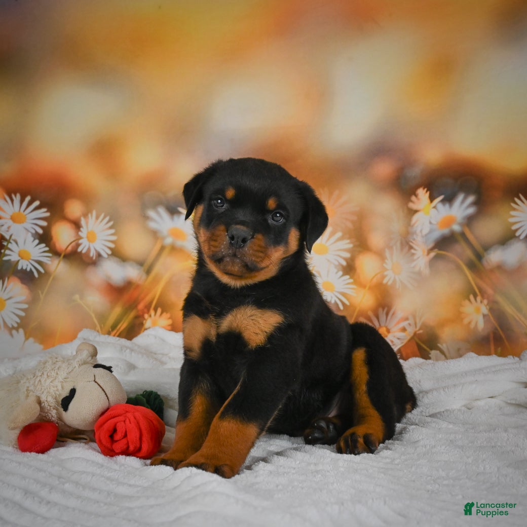 Rottweiler dogs Miles - Ad 1