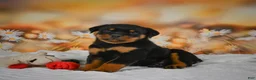 Rottweiler dogs for sale: Miles - Ad 1