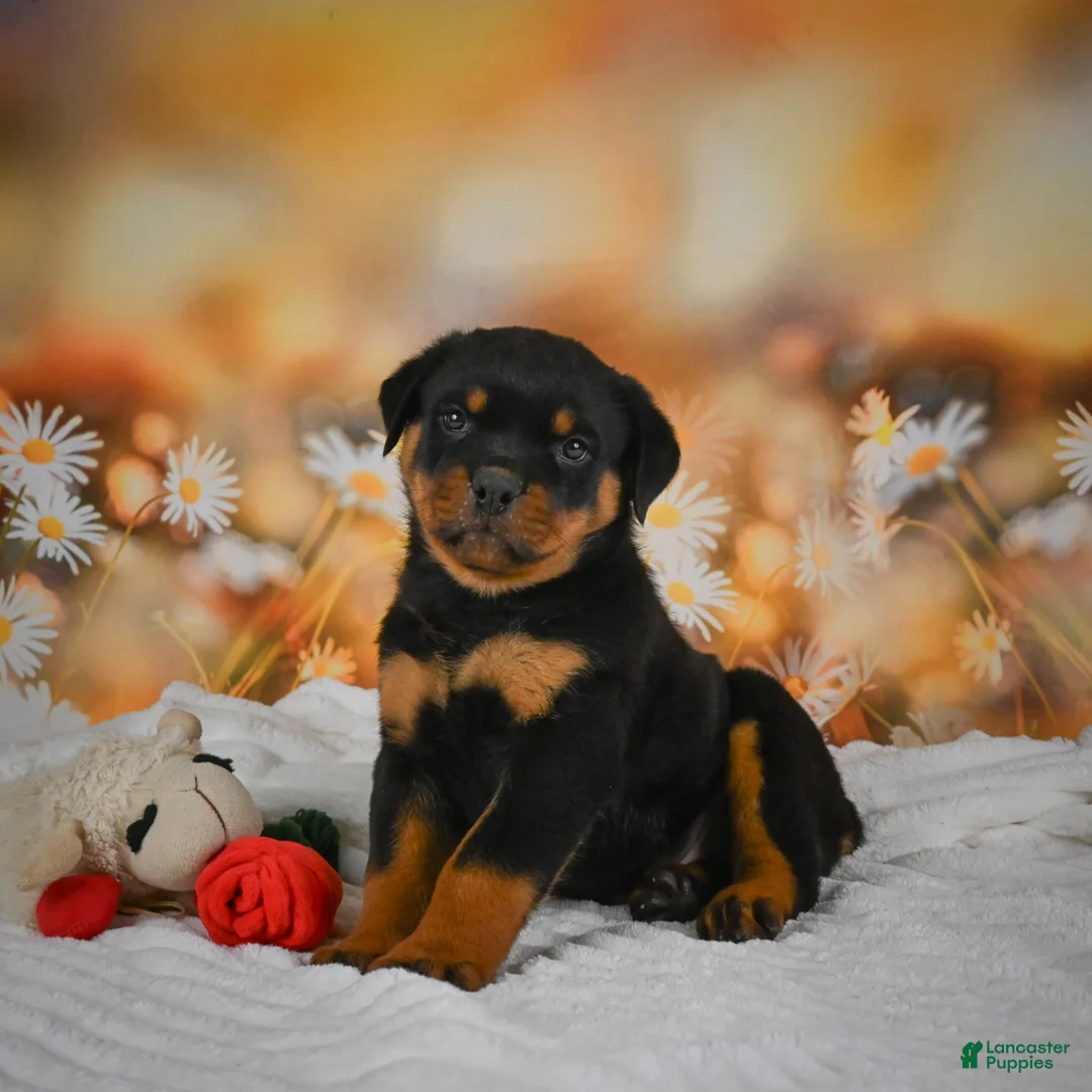 Rottweiler dogs for sale: Miles - Ad 1