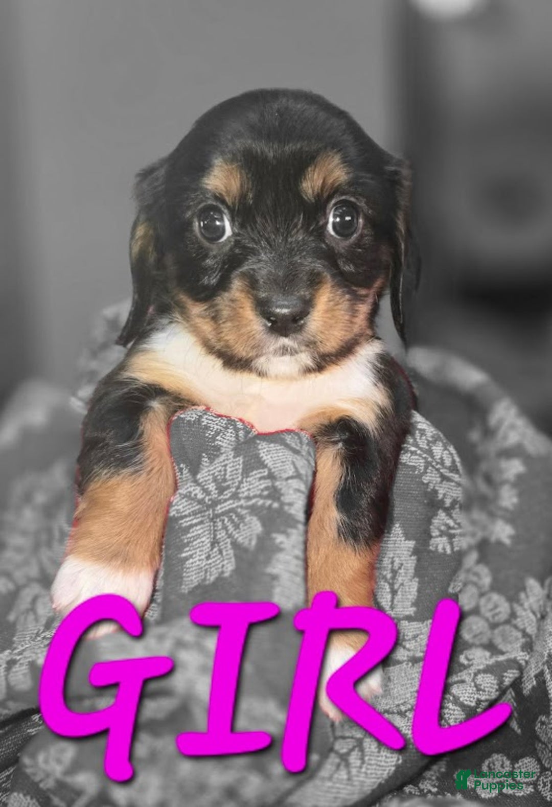 Mixed Breed dogs for sale: Dahlia - Ad 1