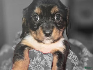 Mixed Breed dogs for sale: Dahlia - Ad 1