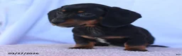 Miniature Dachshund dogs for sale: Samson - Ad 3