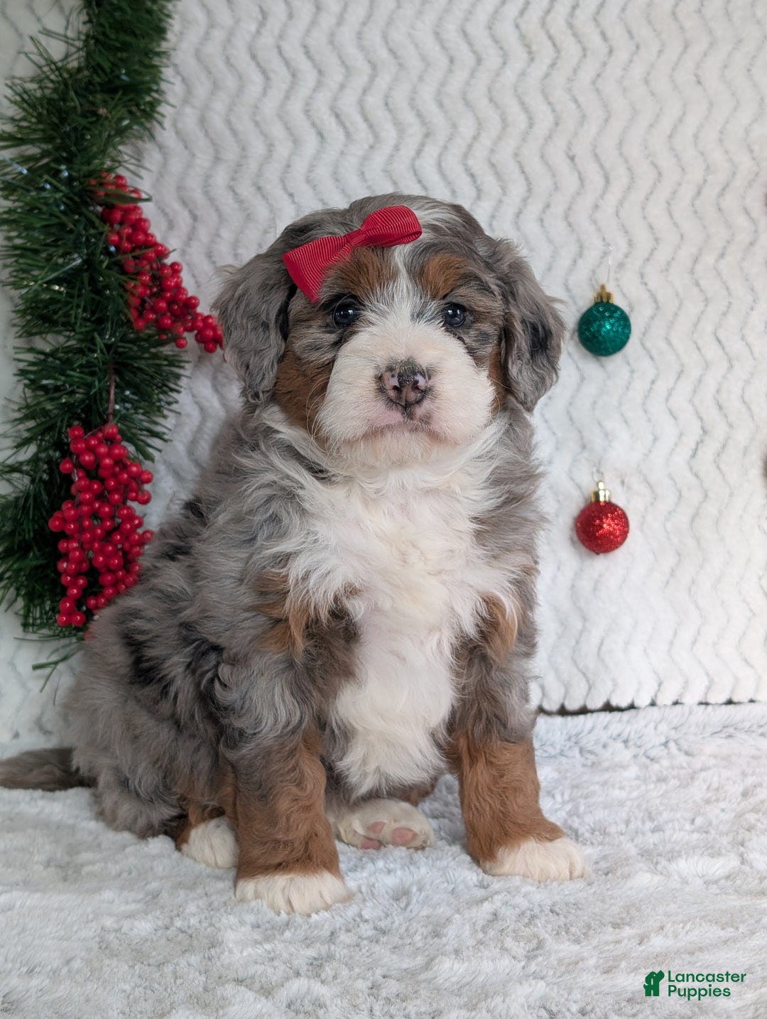 Mini Bernedoodle dogs for sale: Mini Opal  - Ad 25