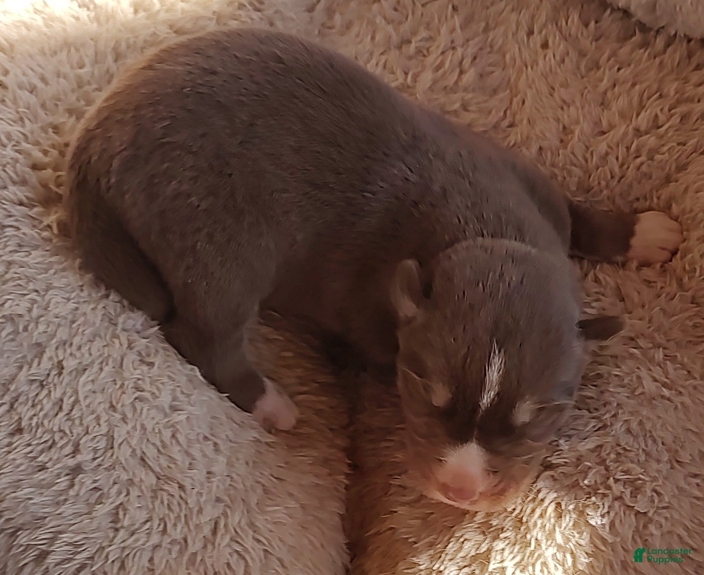 Siberian Husky dogs Siberian Husky Puppy 3 - Ad 15