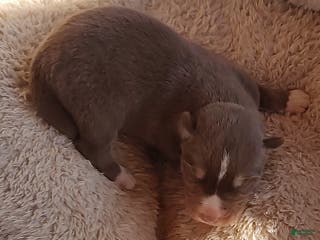 Siberian Husky dogs for sale: Siberian Husky Puppy 3 - Ad 4