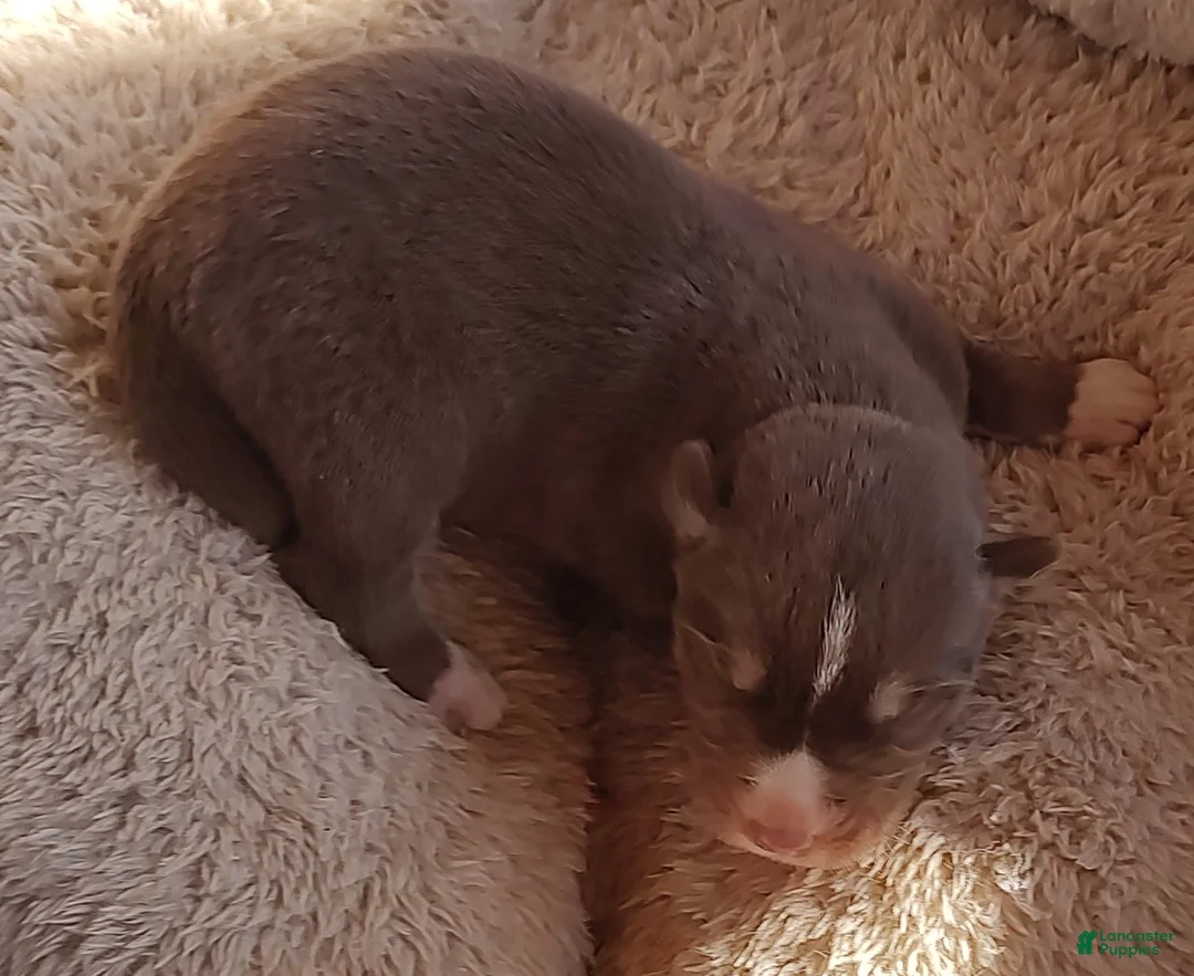 Siberian Husky dogs for sale: Siberian Husky Puppy 3 - Ad 15