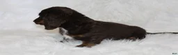 Miniature Dachshund dogs for sale: Coco - Ad 4
