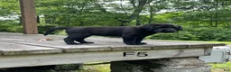Labrador Retriever dogs for sale: Labrador Retriever 5 - Ad 3
