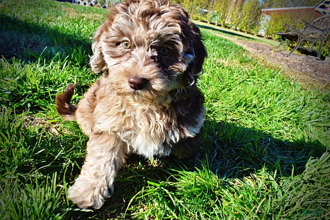 Havapoo dogs for sale: Jimbo - Ad 16