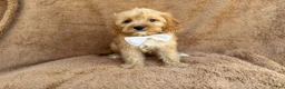 Cavapoo dogs for sale: Crook - Ad 4